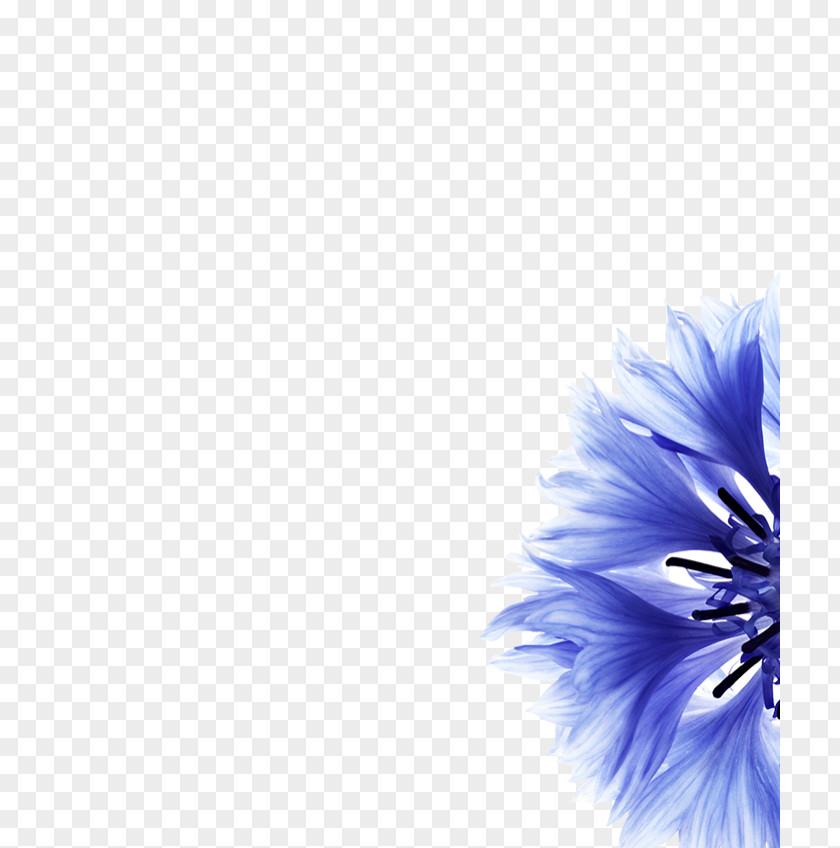 Cornflower Petal Botany Face PNG