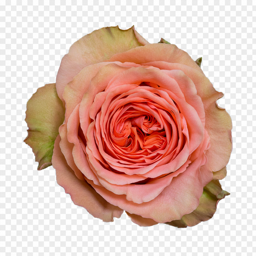 Flower Garden Roses Cabbage Rose Floribunda Cut Flowers Floristry PNG