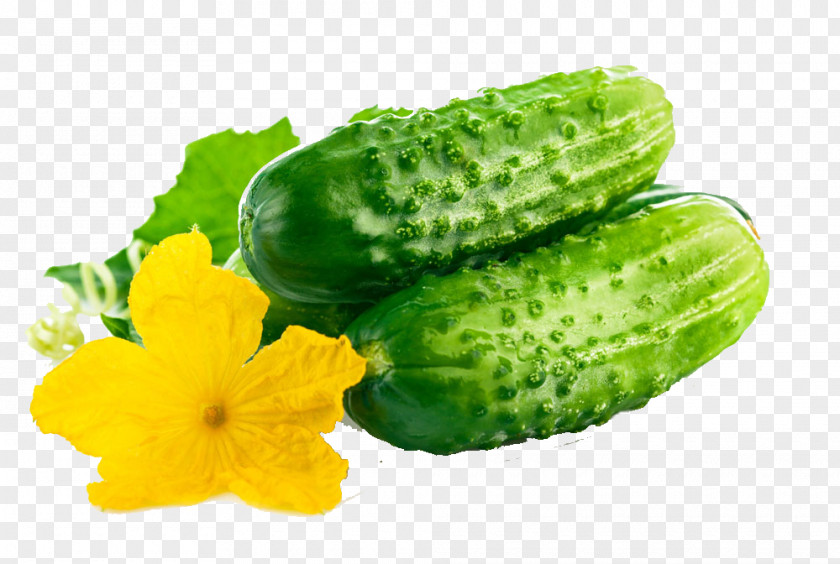 Fresh Cucumber Organic Food Vegetable Fruit Seed PNG