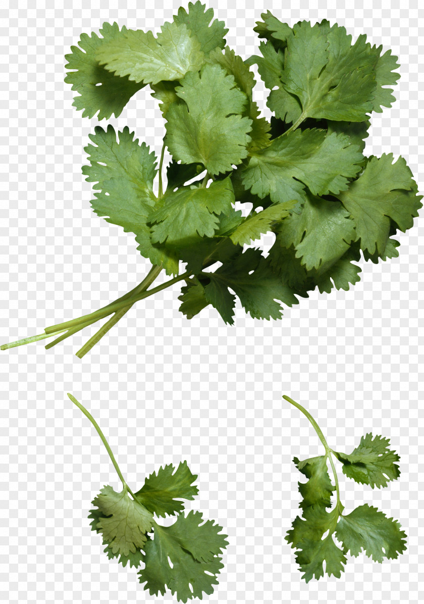 Plant Coriander Vietnamese Cuisine Health Heavy Metal Detoxification PNG