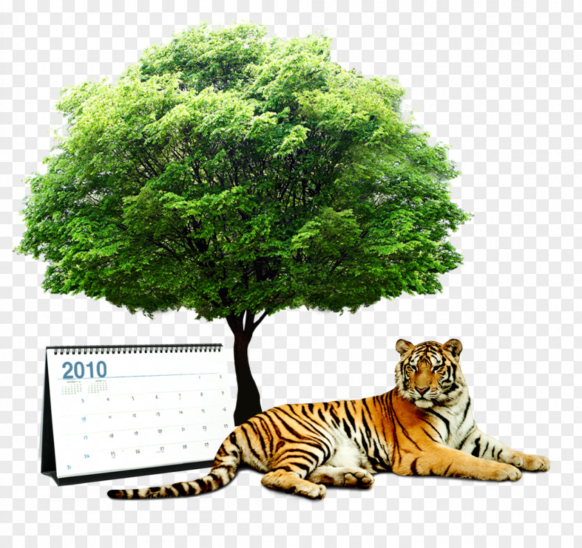 Tiger Tree Spain Consumption Building PNG