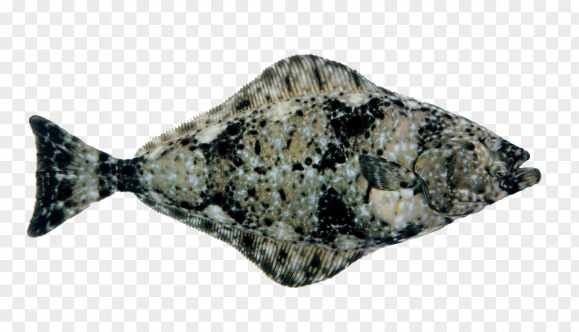 Wide Atlantic Halibut Fish Herring European Plaice PNG