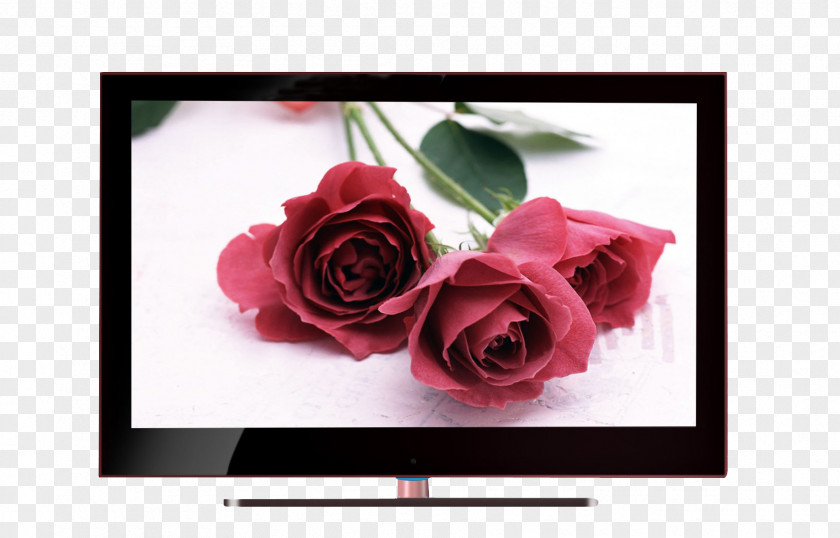 4-core CPU 4K LCD TV Personas Blue Rose Flower Purple Wallpaper PNG