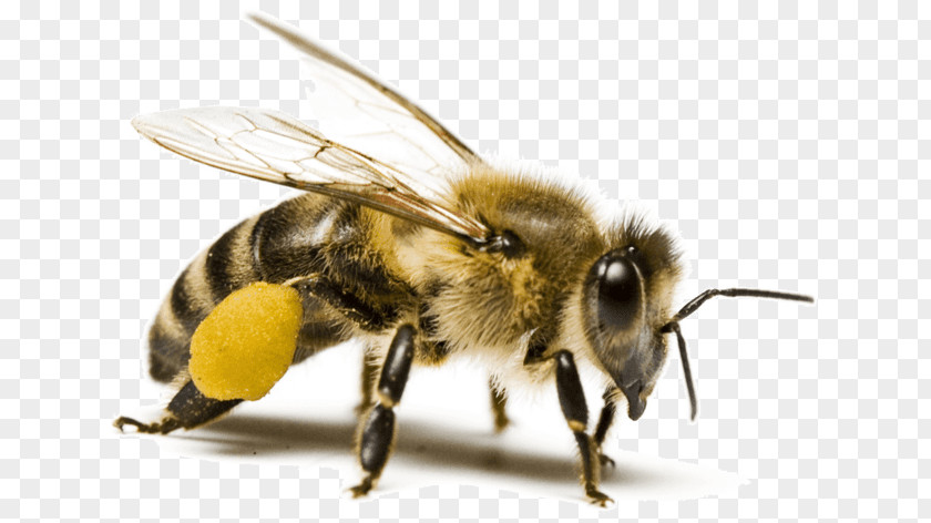 Bee Beekeeping Extension Tube Insect Beekeeper PNG
