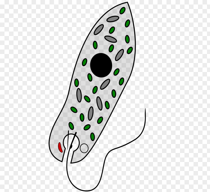 Euglena Viridis Chloroplast Mixotroph Unicellular Organism Euglenozoa PNG