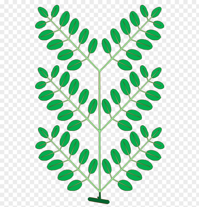 Leaf Branch Phyllotaxis NEET Plant Stem PNG