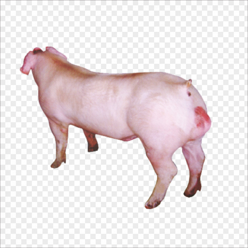 Pig Duroc Wilbur PNG