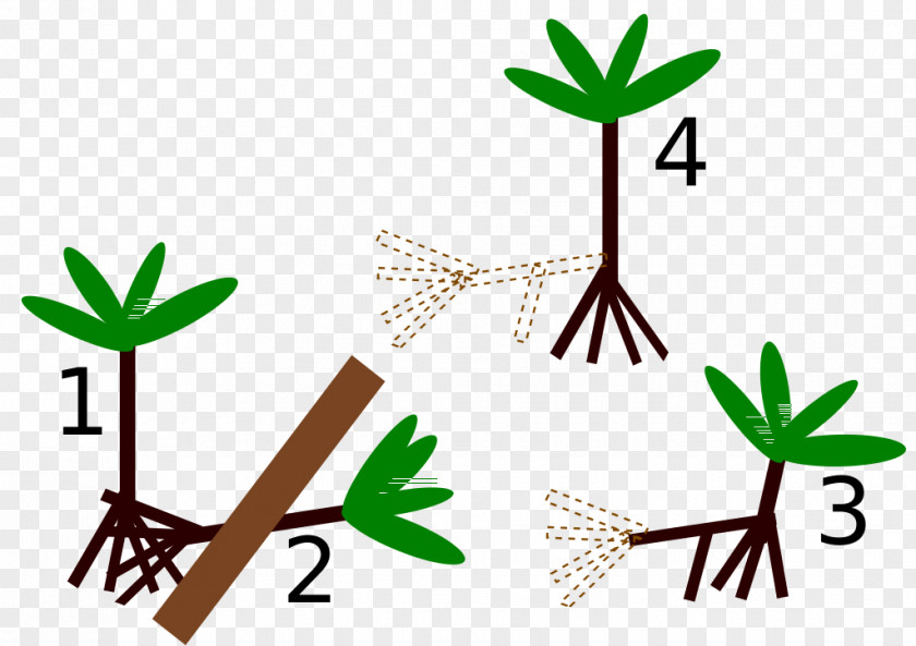 Tree Socratea Exorrhiza Arecaceae Root Grasses PNG