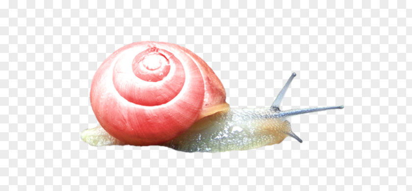 A Snail Slime Escargot PNG