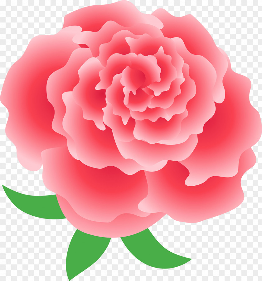 Beautiful Roses Garden Mother's Day Flower Centifolia PNG