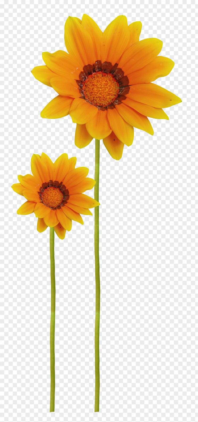 Flower Common Sunflower Raster Graphics Clip Art PNG