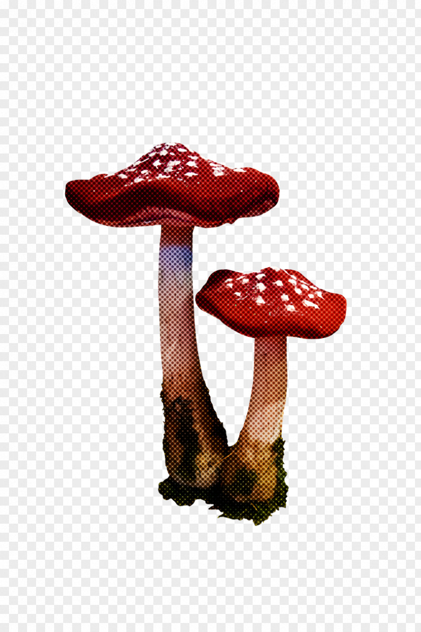 Medicine Medicinal Fungi Fungus Agaricus Bisporus Shoe PNG