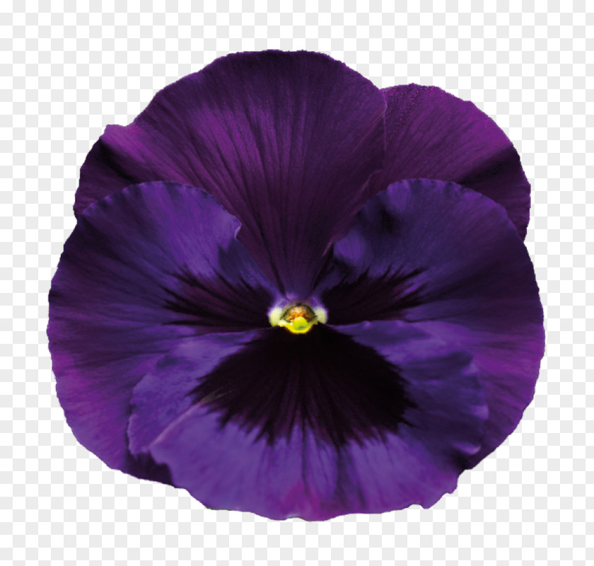Pansy Sweet Violet Purple PNG