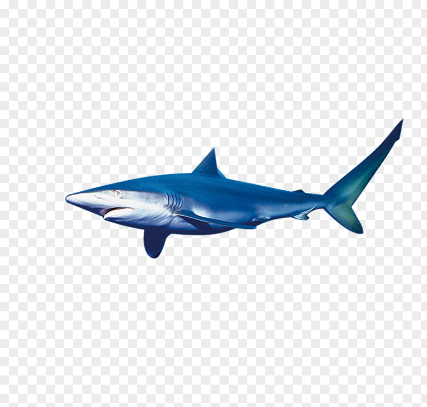 Shark Requiem Marine Biology Download PNG