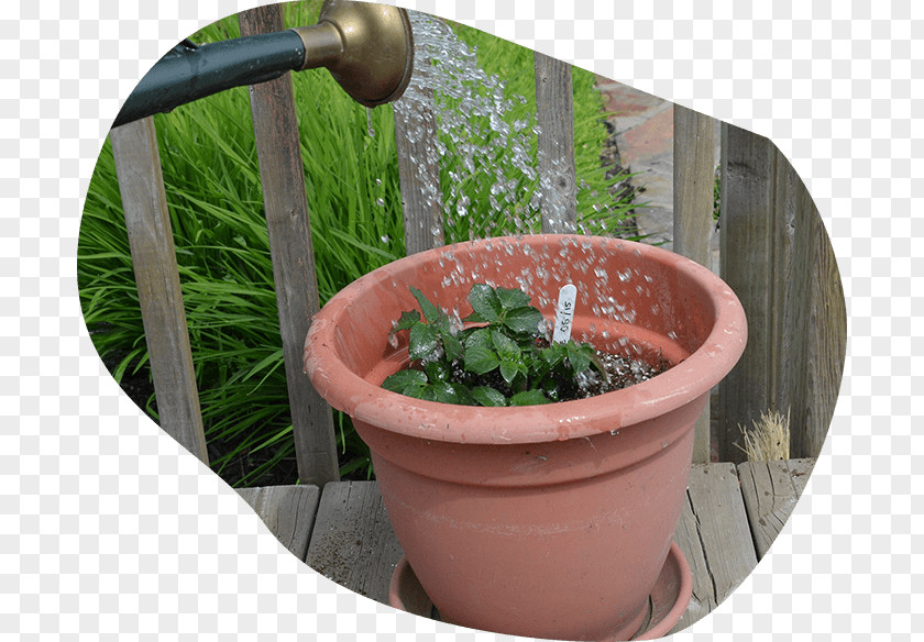 Balcony Flower Box Potato Varieties Plant Flowerpot PNG