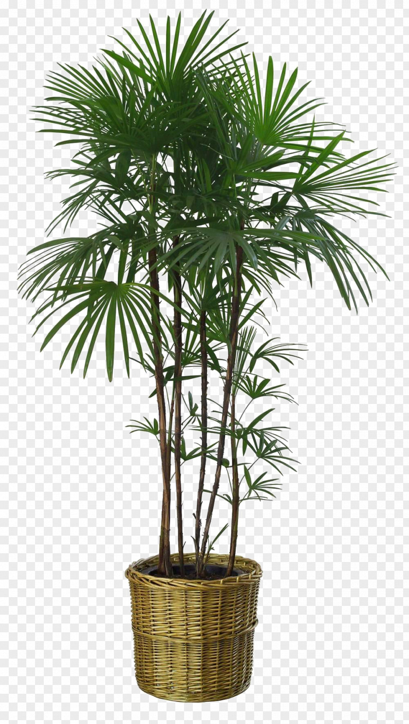 Bamboo Leaves Lush Flowerpot Howea Forsteriana Houseplant Garden PNG