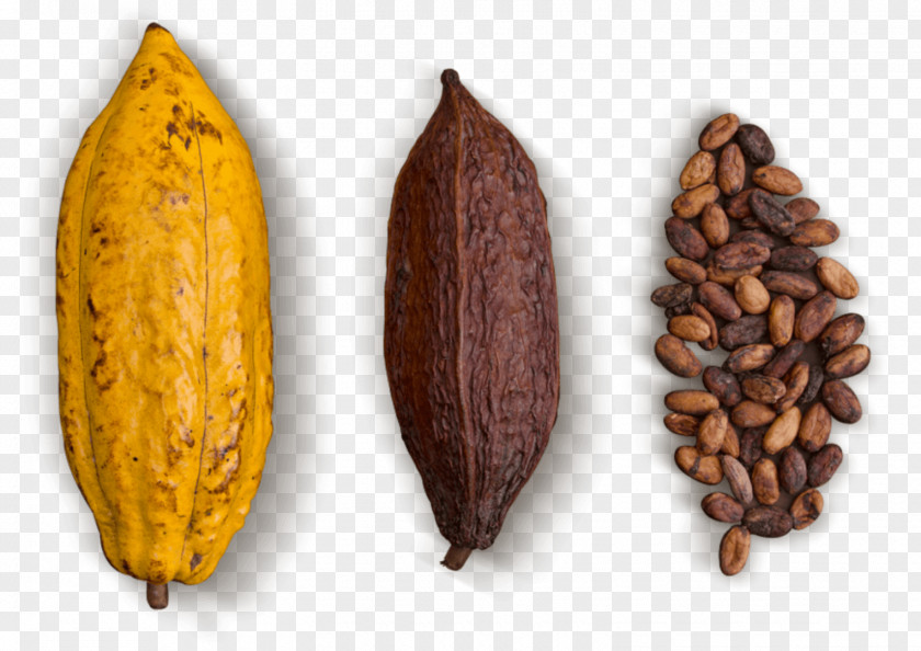 Chocolate Cocoa Bean Nacional Green Leaf PNG