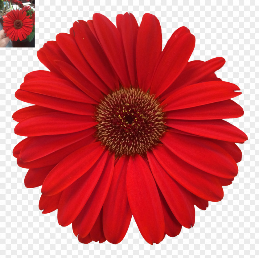 Daisy Photography Color PNG