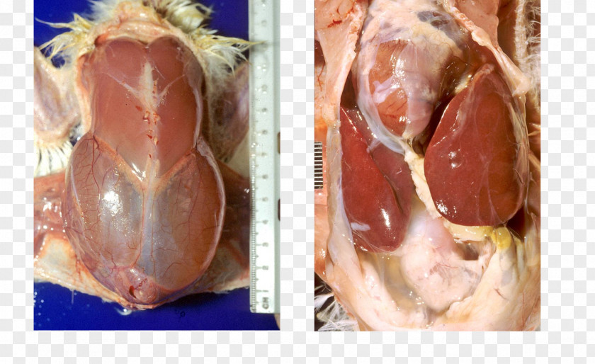 Ham Bayonne Pig's Ear Offal Poultry PNG