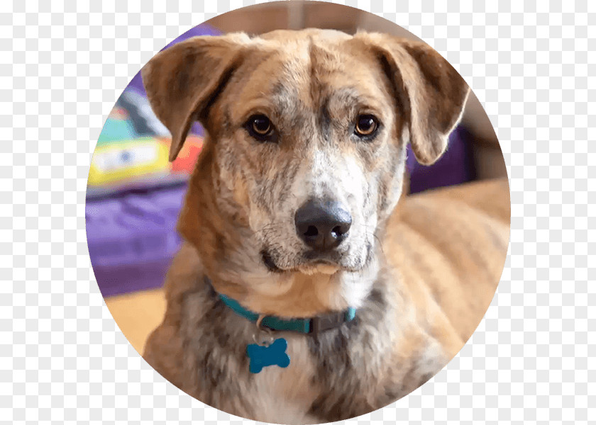 Pet Adoption Dog Breed Treeing Tennessee Brindle Plott Hound Black Mouth Cur Mountain PNG