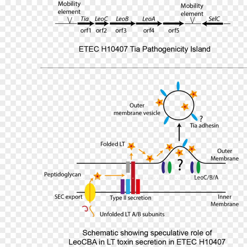 Secretion Bacterial Pathogenesis Outer Membrane Vesicles PNG