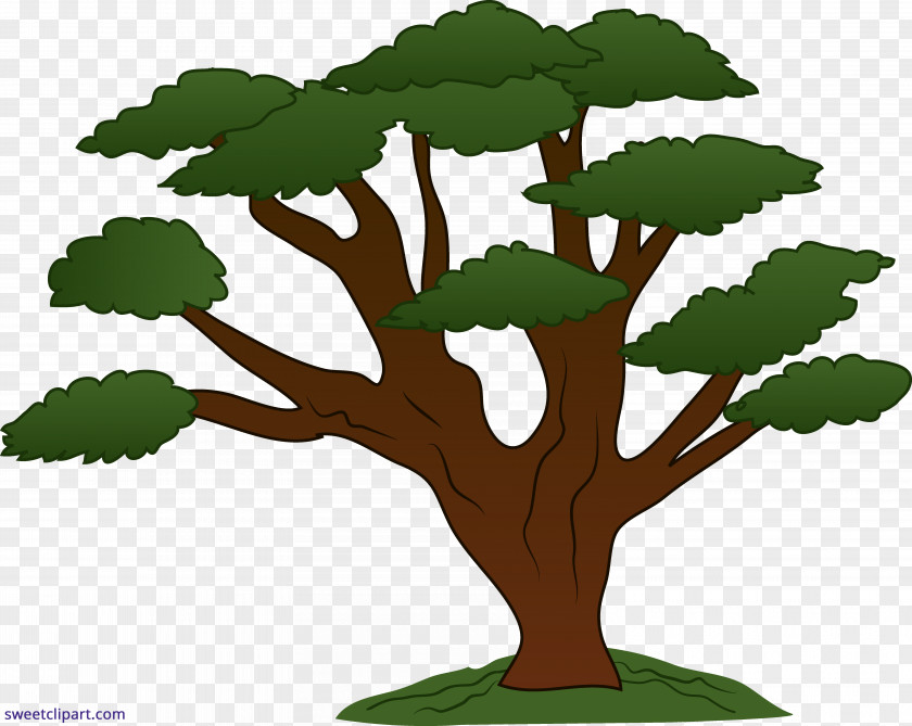 Sweeping Oak Tree Clip Art PNG