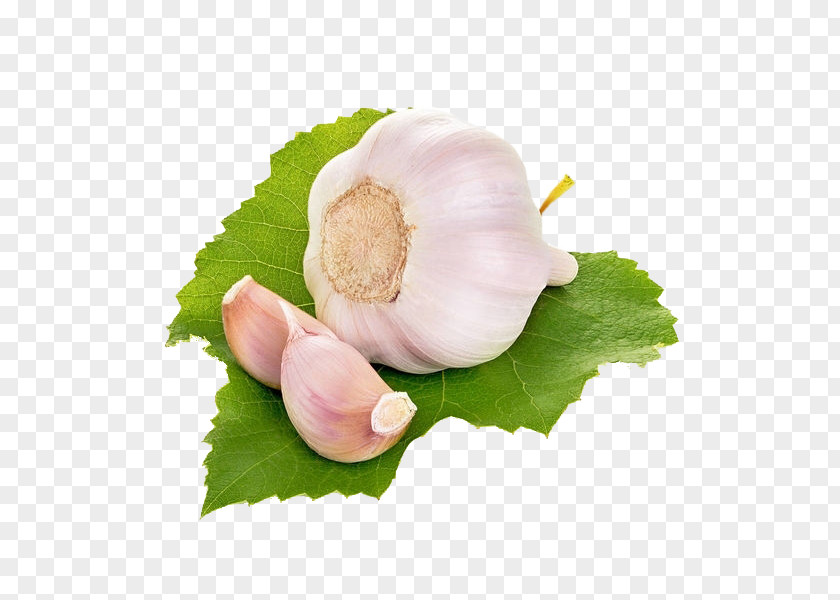 A Head Of Garlic Download Vegetable PNG