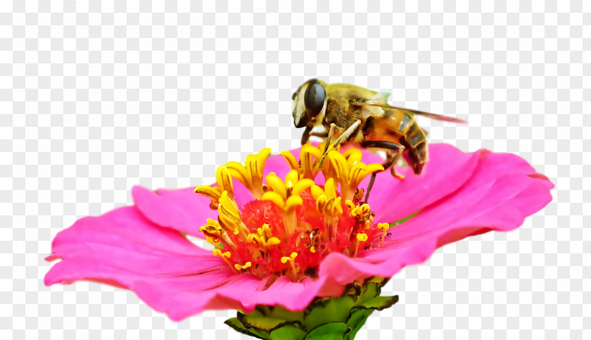 Insect Honey Bee Pollinator Bees Pollen PNG