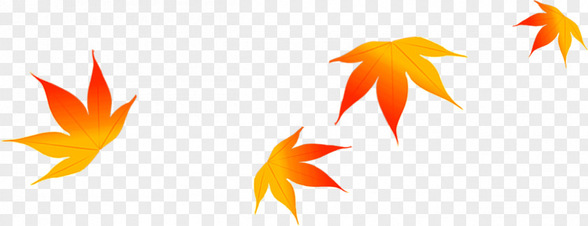 Beautiful Autumn Maple Leaf Falling Stars PNG