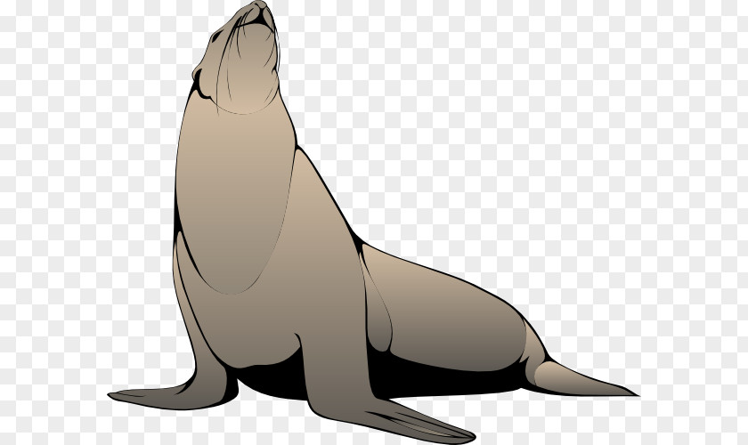Free Zoo Animal Clipart Pinniped Harp Seal Clip Art PNG