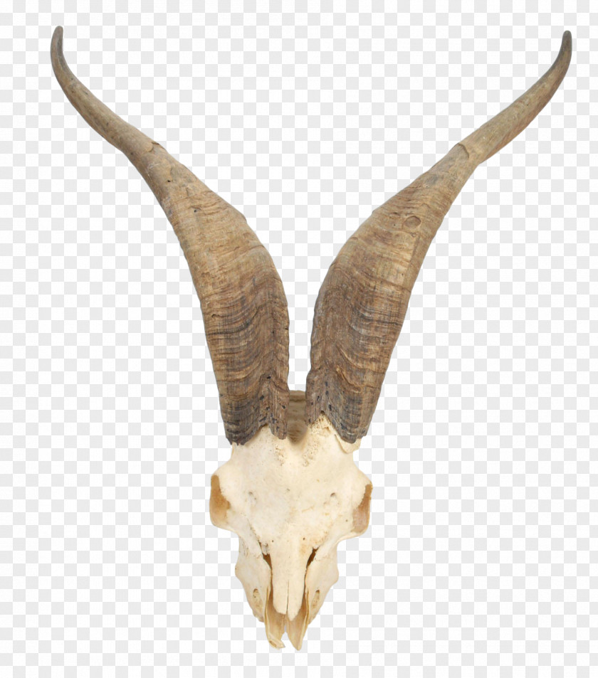 Goat Mountain Horn Skull Cattle PNG