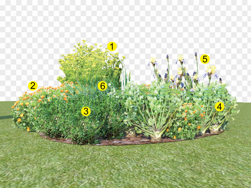 Iris Germanica Bedding Garden Jardin D'agrément Plus JEDEN DEŇ Plant PNG