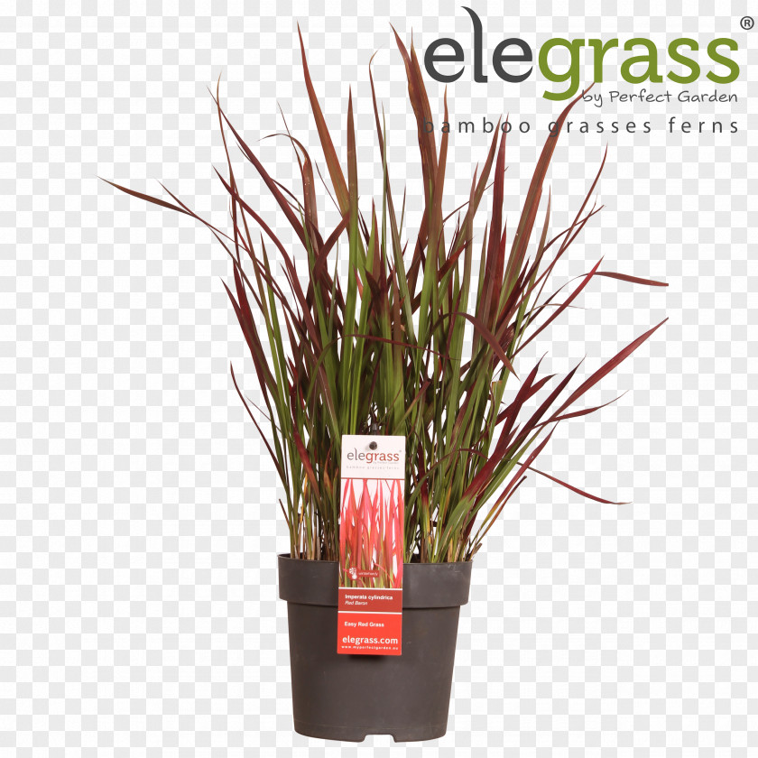 Plant Ornamental Grass Japanese Sedge Carex Hachijoensis Chinese Fountain Flowerpot PNG
