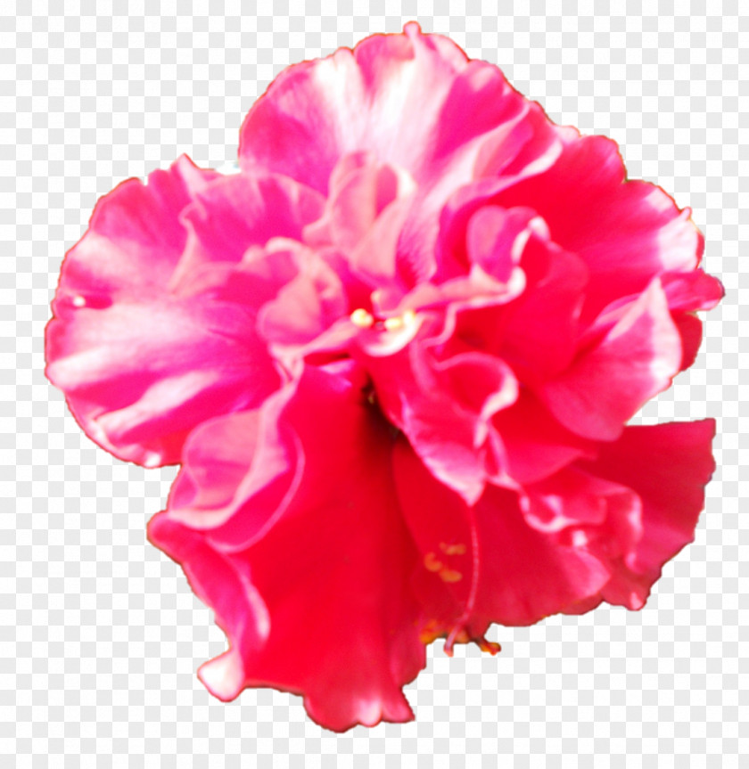 Saraswati Devi Carnation Cut Flowers Peony Rosemallows Herbaceous Plant PNG