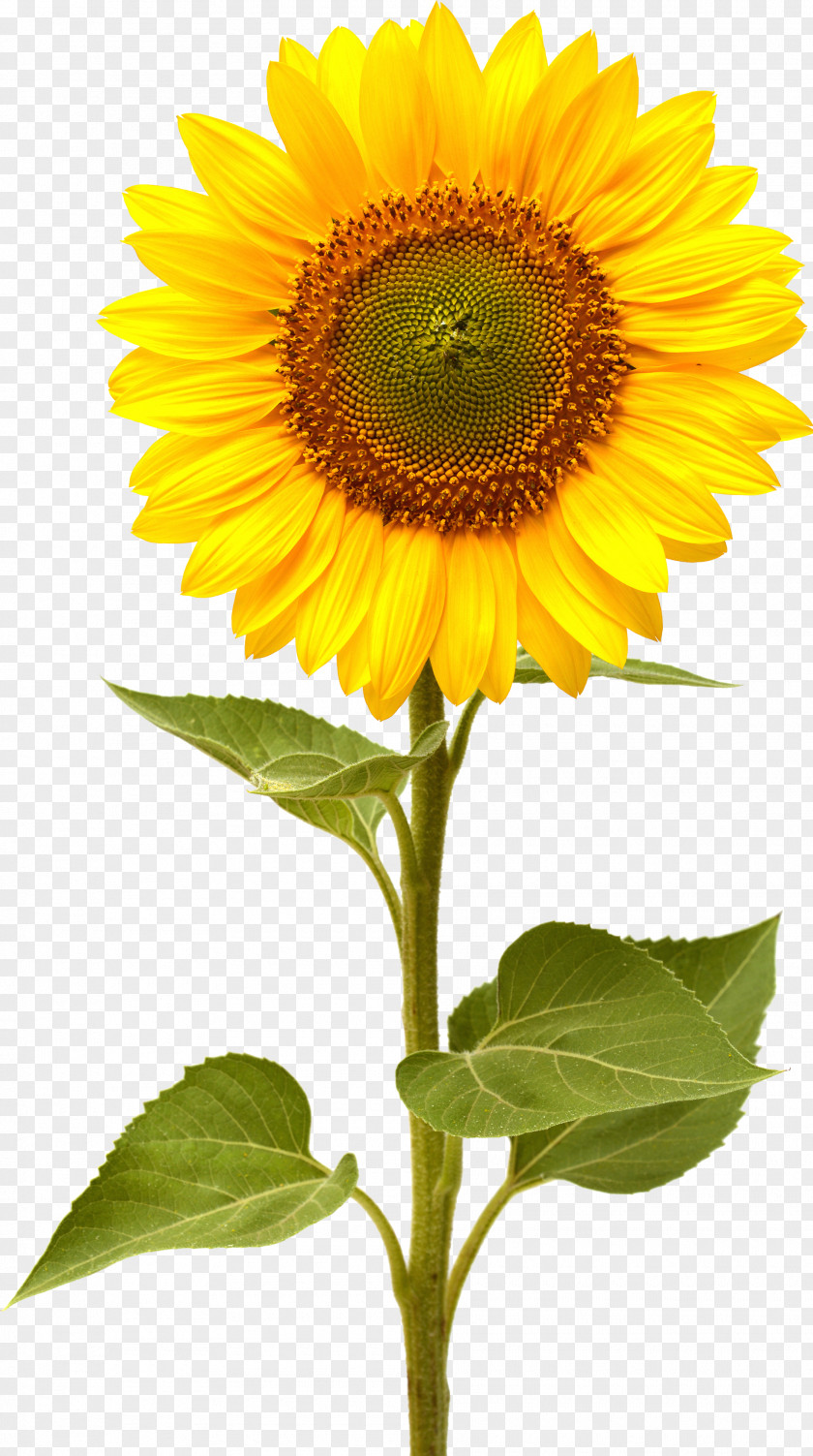 Sunflower Common PNG