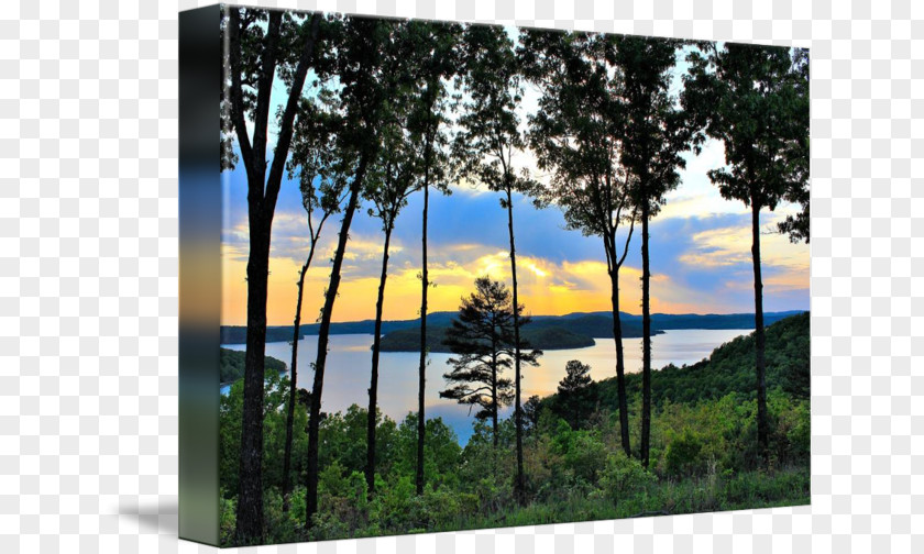 Tree Beaver Lake Gallery Wrap Canvas Art PNG