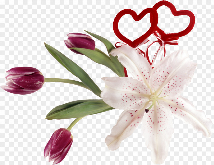 Tulip Lilium Desktop Wallpaper Information Garden Roses Clip Art PNG