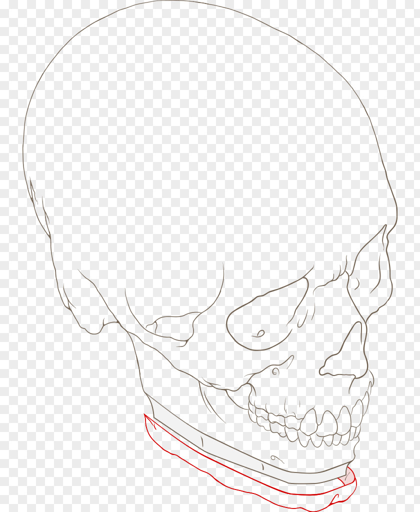 Chin Material Drawing Line Art Face Skull PNG
