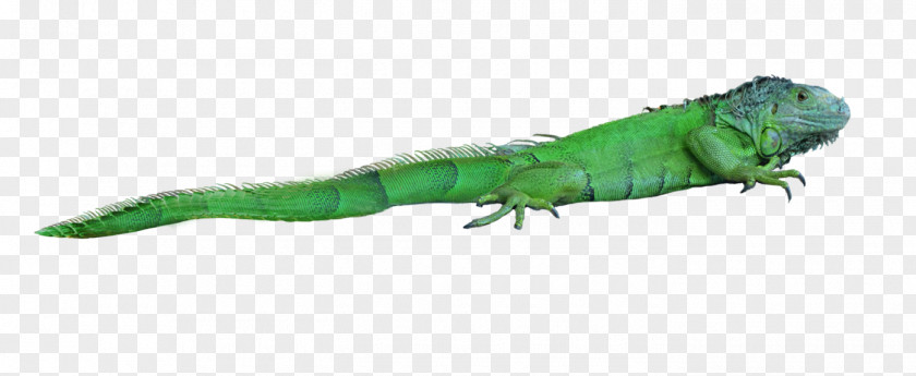 Free Stock Photos Lizard Reptile Chameleons Green Iguana PNG