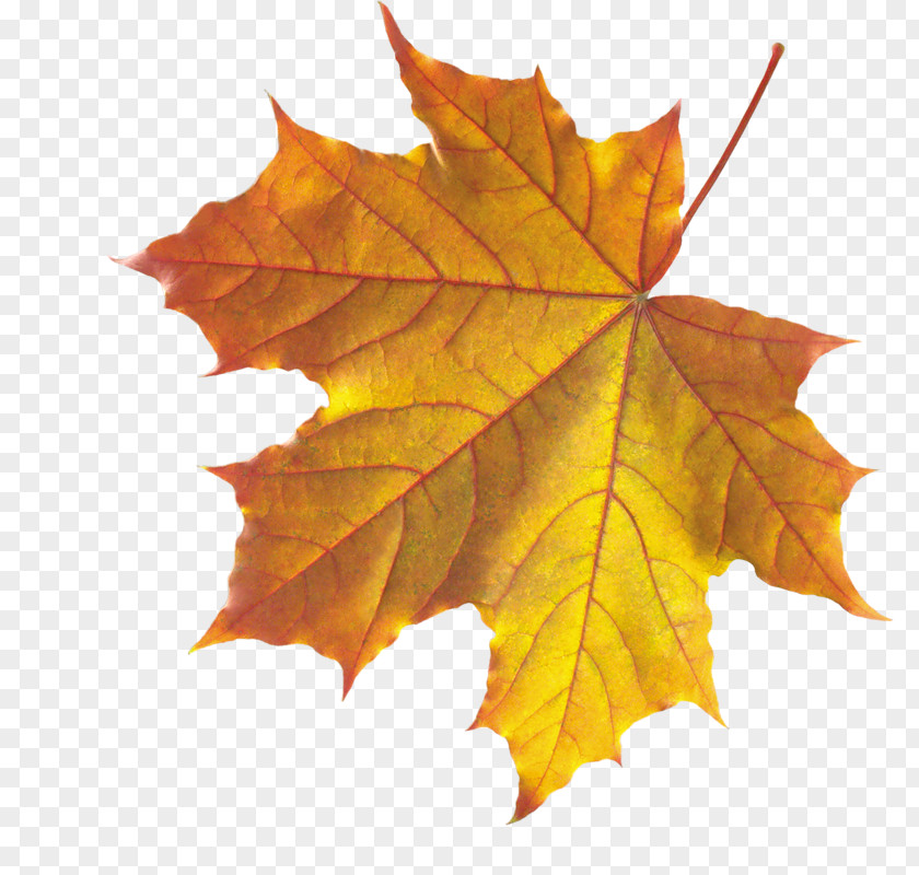 Leaf Autumn Color Maple Japanese PNG