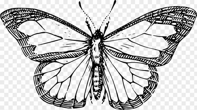 Melanargia Galathea Emperor Moths Butterfly Black And White PNG