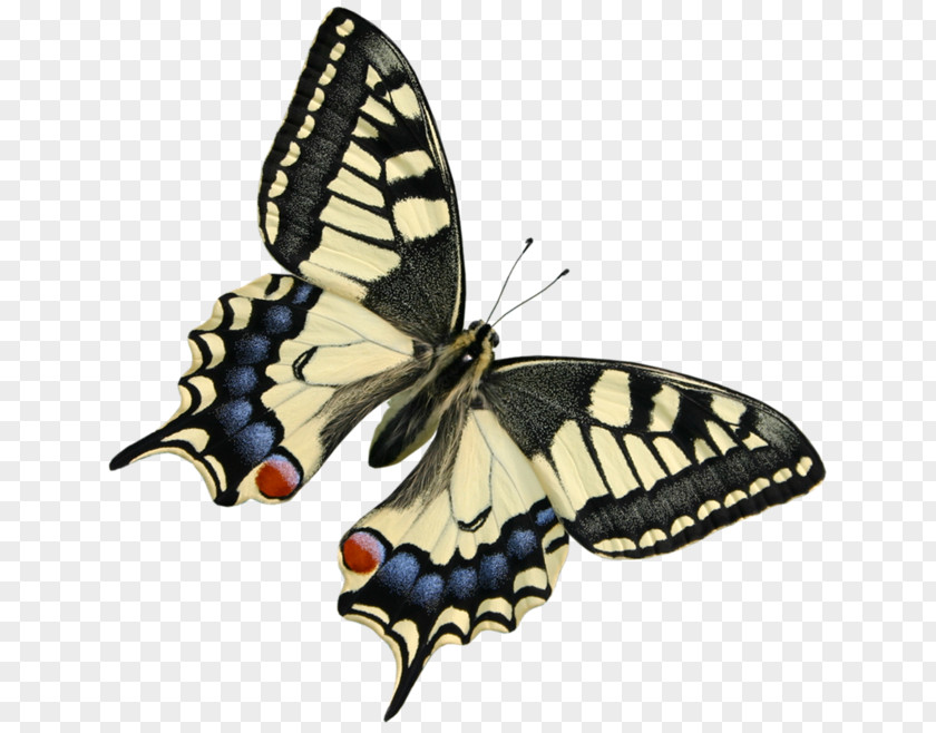 White Butterfly Monarch Clip Art PNG