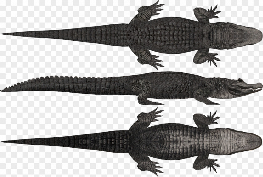 Crocodile Gharial Chinese Alligator Zoo Tycoon 2 Caiman PNG