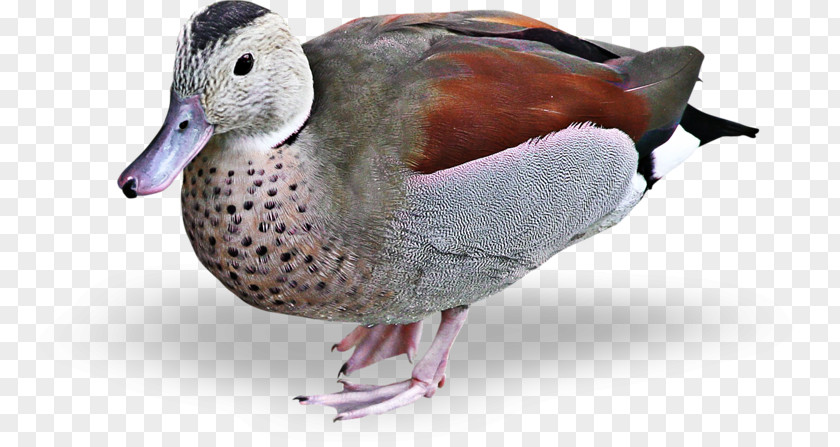 Duck Mallard Goose Bird Clip Art PNG