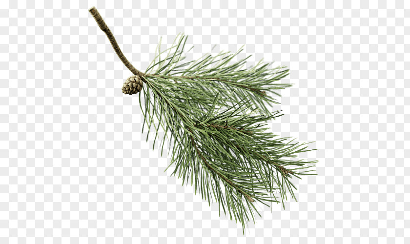Fir Scots Pine Conifers Twig Branch PNG