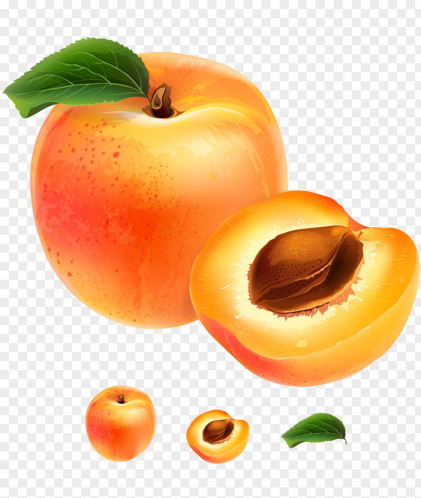 Hand-painted Sweet Ripe Peach Fruit Apricot Illustration PNG