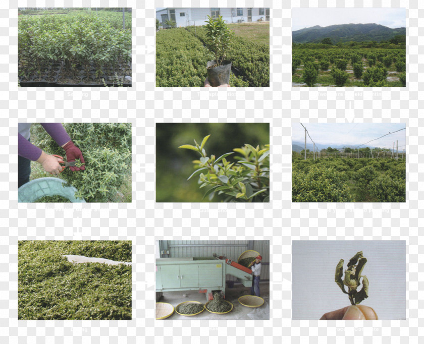 Compendium Of Materia Medica Tea Common Guava Taiwan Plantation PNG