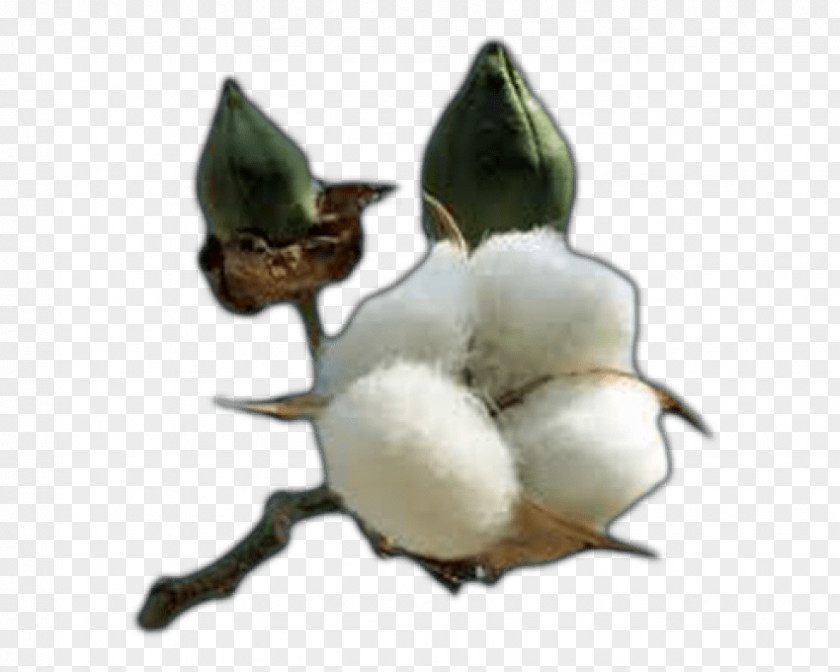 Cotton Gossypium Hirsutum Cottonseed Oil Textile PNG