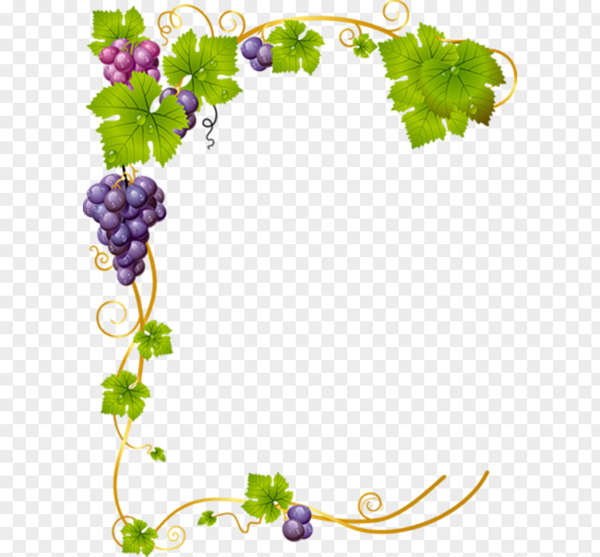 Grape Common Vine Vector Graphics Clip Art Stock Illustration PNG