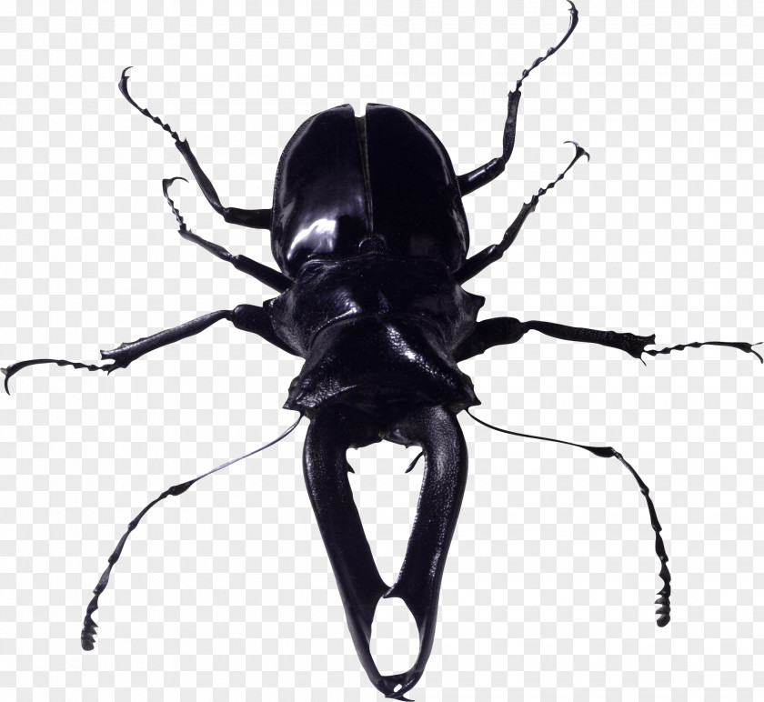 Insect Bug Image Beetle Cockroach PNG